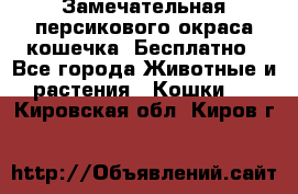 Замечательная персикового окраса кошечка. Бесплатно - Все города Животные и растения » Кошки   . Кировская обл.,Киров г.